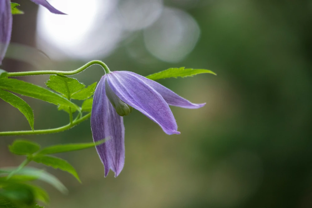 Sommarblomma