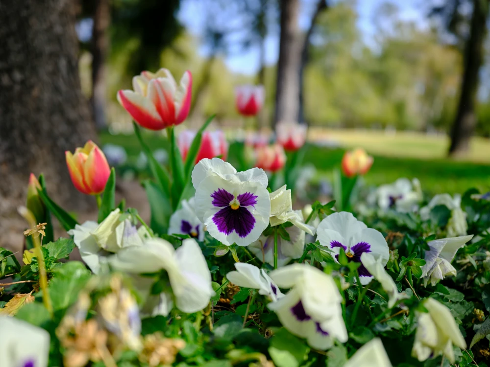 Vårblommor